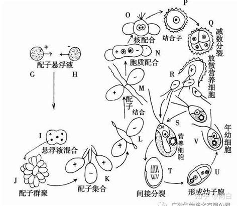 青苔形成|【浅析】青苔繁殖的秘密及处理思路